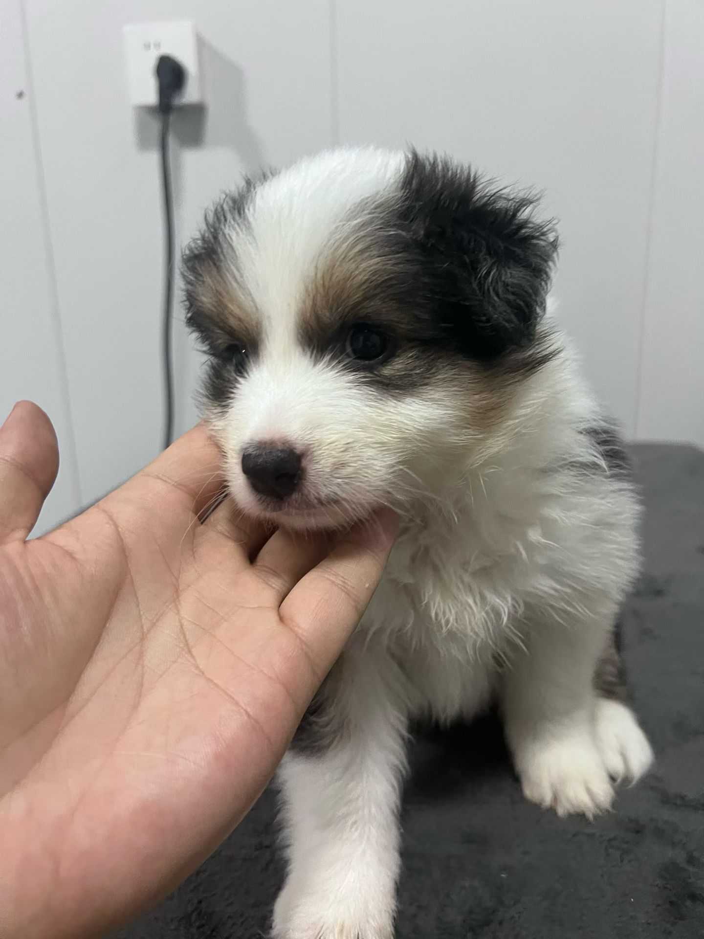 稀有黑白三色边牧妹妹